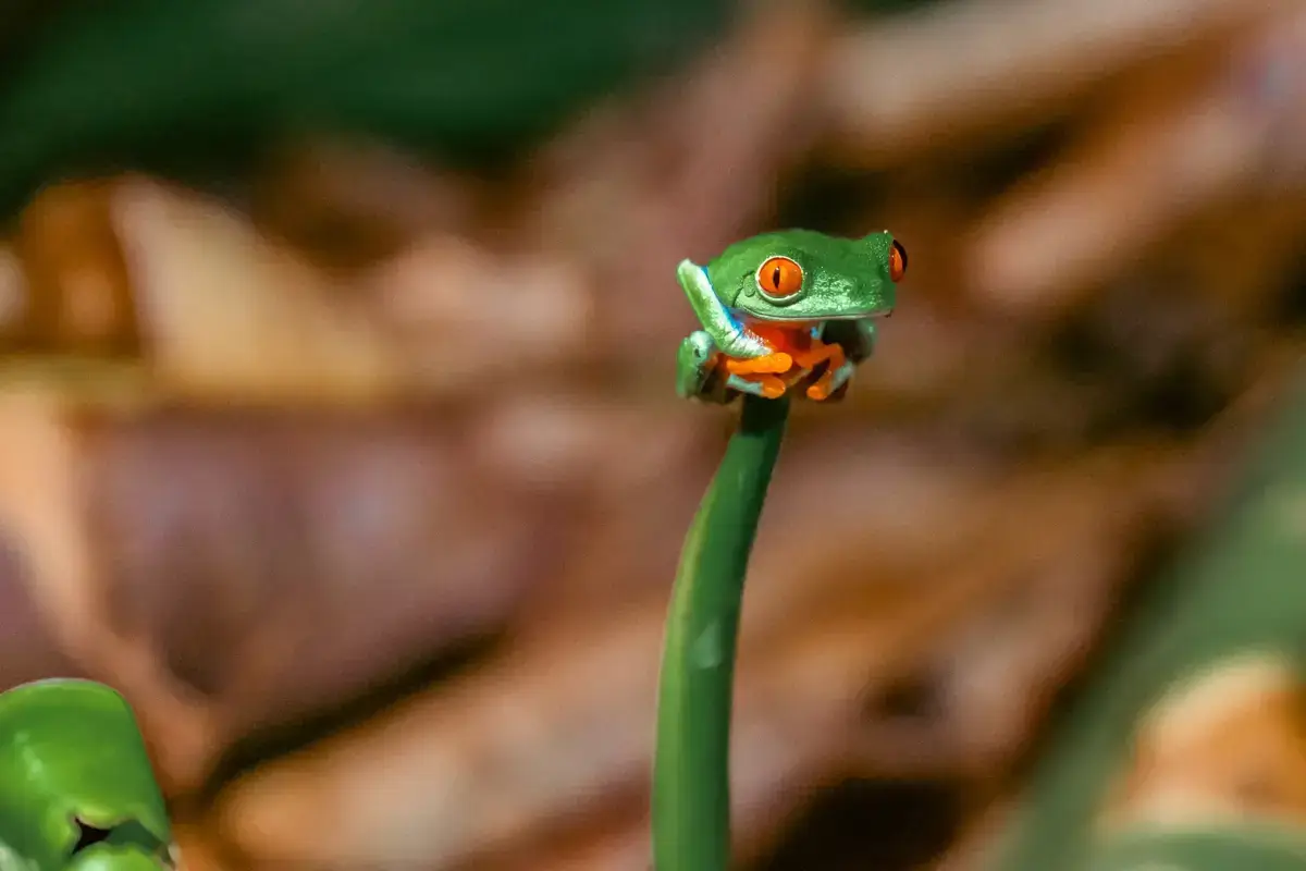 Red-eyed tree frog with vibrant green skin and orange feet perched on a thin plant stem in the Yanbaru forest.