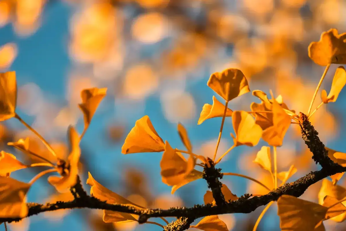 Golden ginkgo leaves on a branch illuminated by warm sunlight against a soft blue sky with bokeh effect.