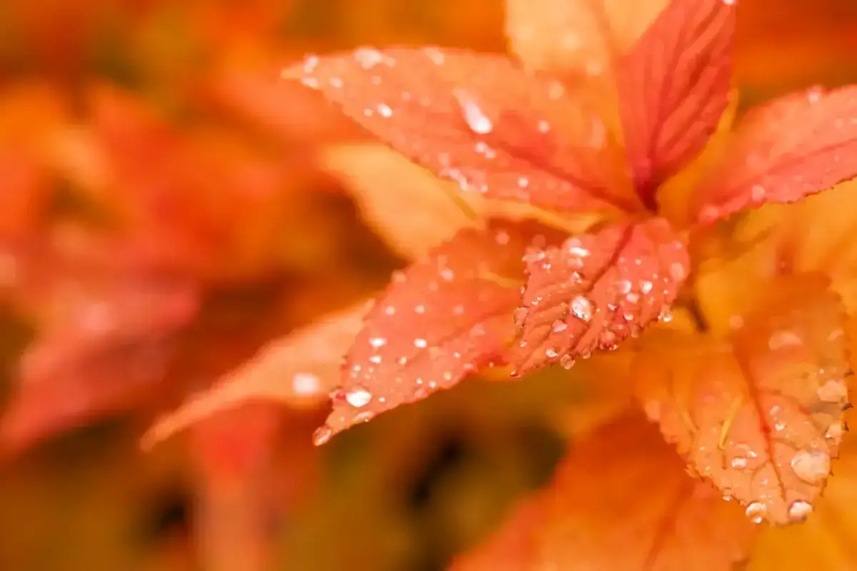 Close-up macro photograph of vibrant orange flower petals adorned with fresh water droplets, symbolizing nature's beauty and environmental awareness for Earth Day.