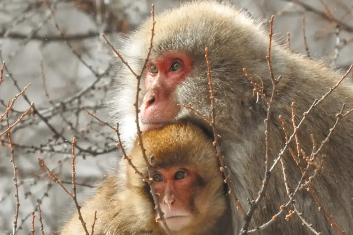 Japanese macaque mother with thick gray fur embracing her golden-furred baby among bare winter branches in snowy habitat.