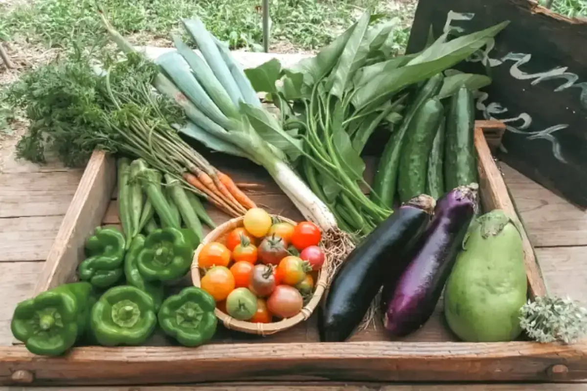 Fresh organic vegetables including colorful heirloom tomatoes, green bell peppers, eggplants, leeks, cucumbers, and herbs arranged on a rustic wooden crate in a garden setting.