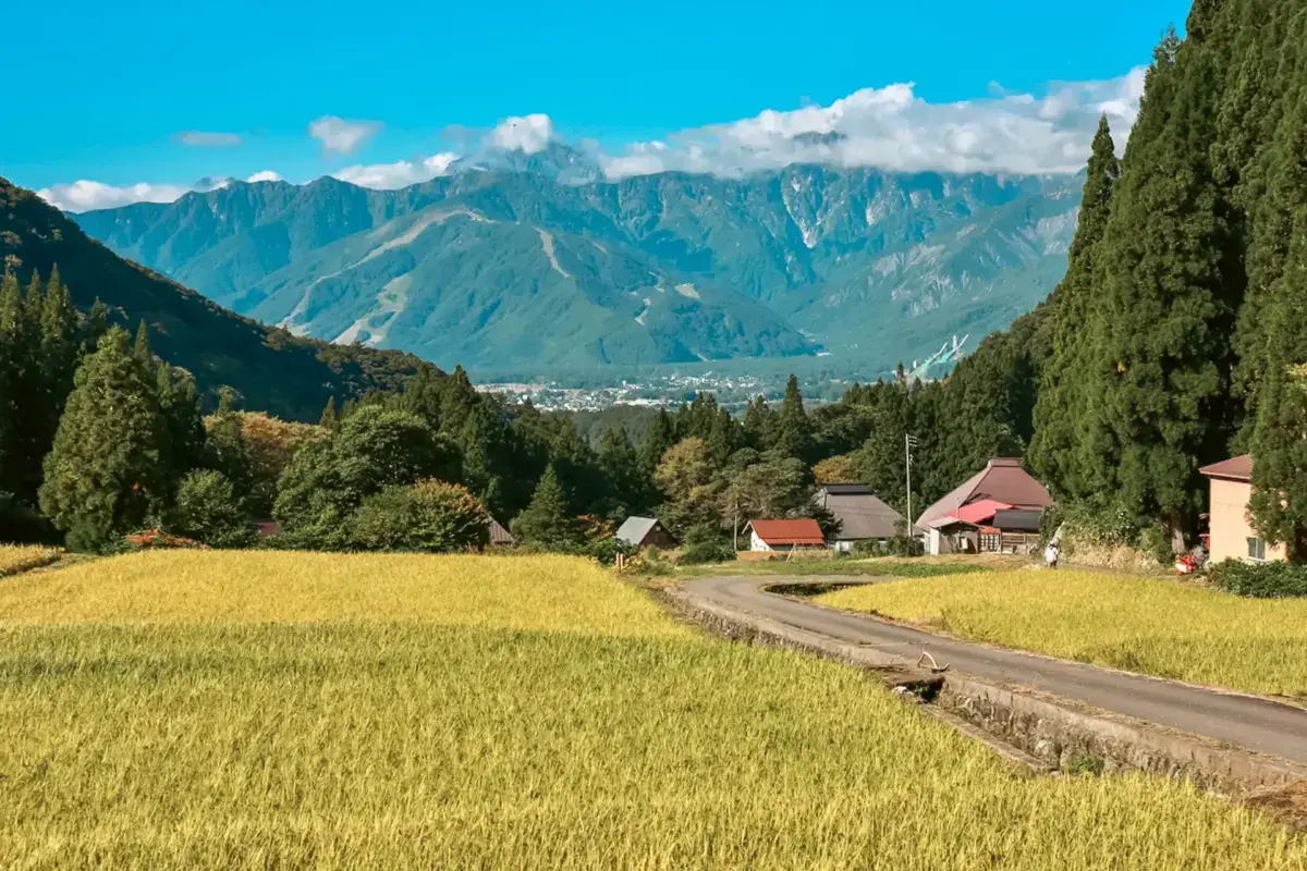 Golden rice fields in a rural Japanese village with traditional houses nestled against a backdrop of dramatic mountain ranges and blue sky.