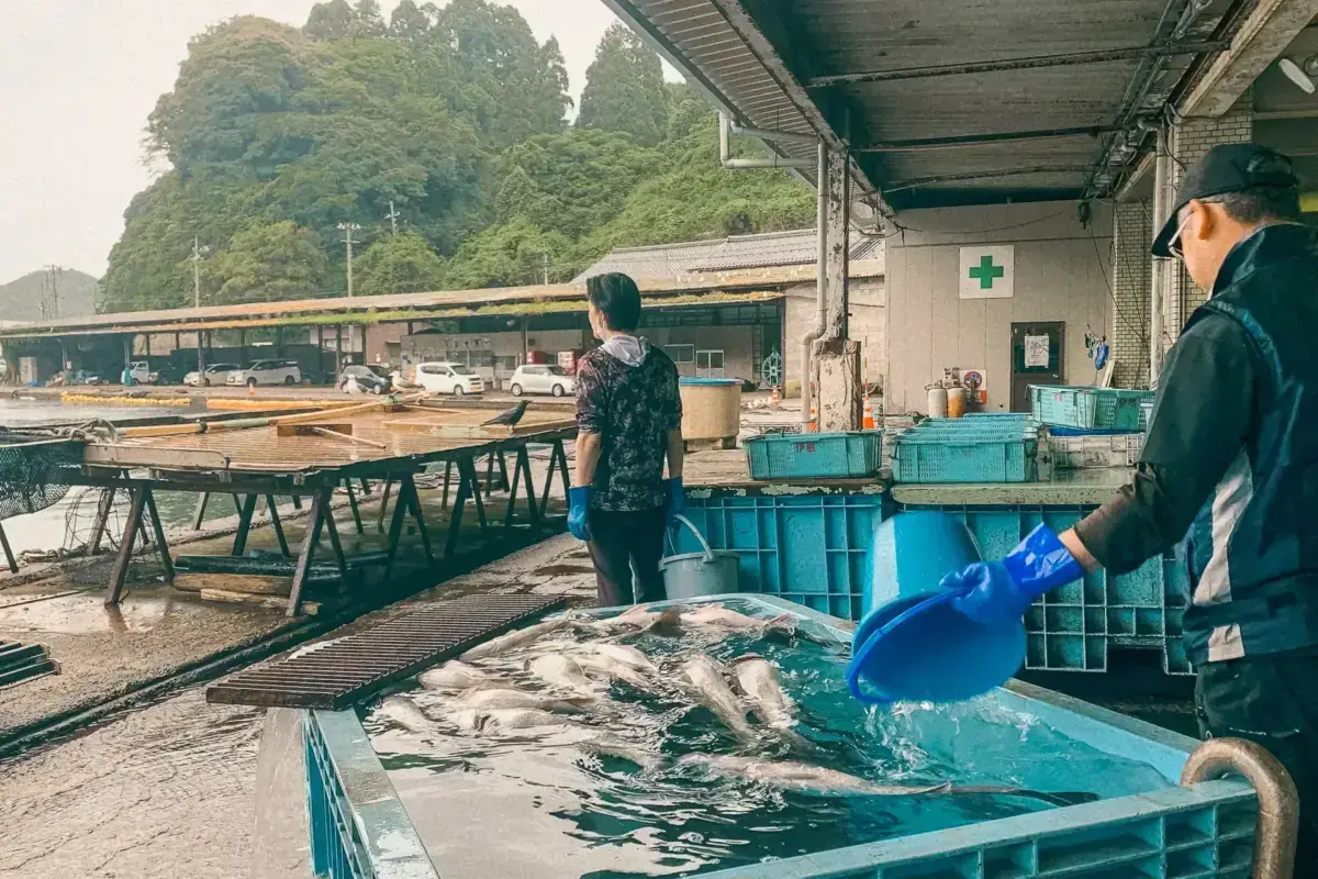 Workers sorting and processing fresh fish at an outdoor aquaculture facility with blue sorting bins and mountain scenery in the background.