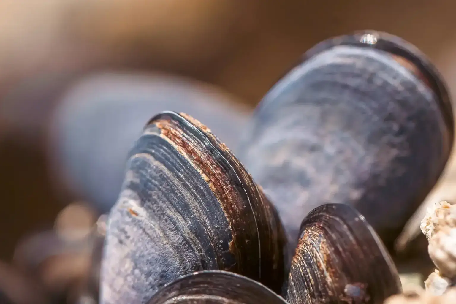 Close-up macro photograph of fresh blue-black mussels with glossy shells showing natural ridged texture and iridescent sheen.