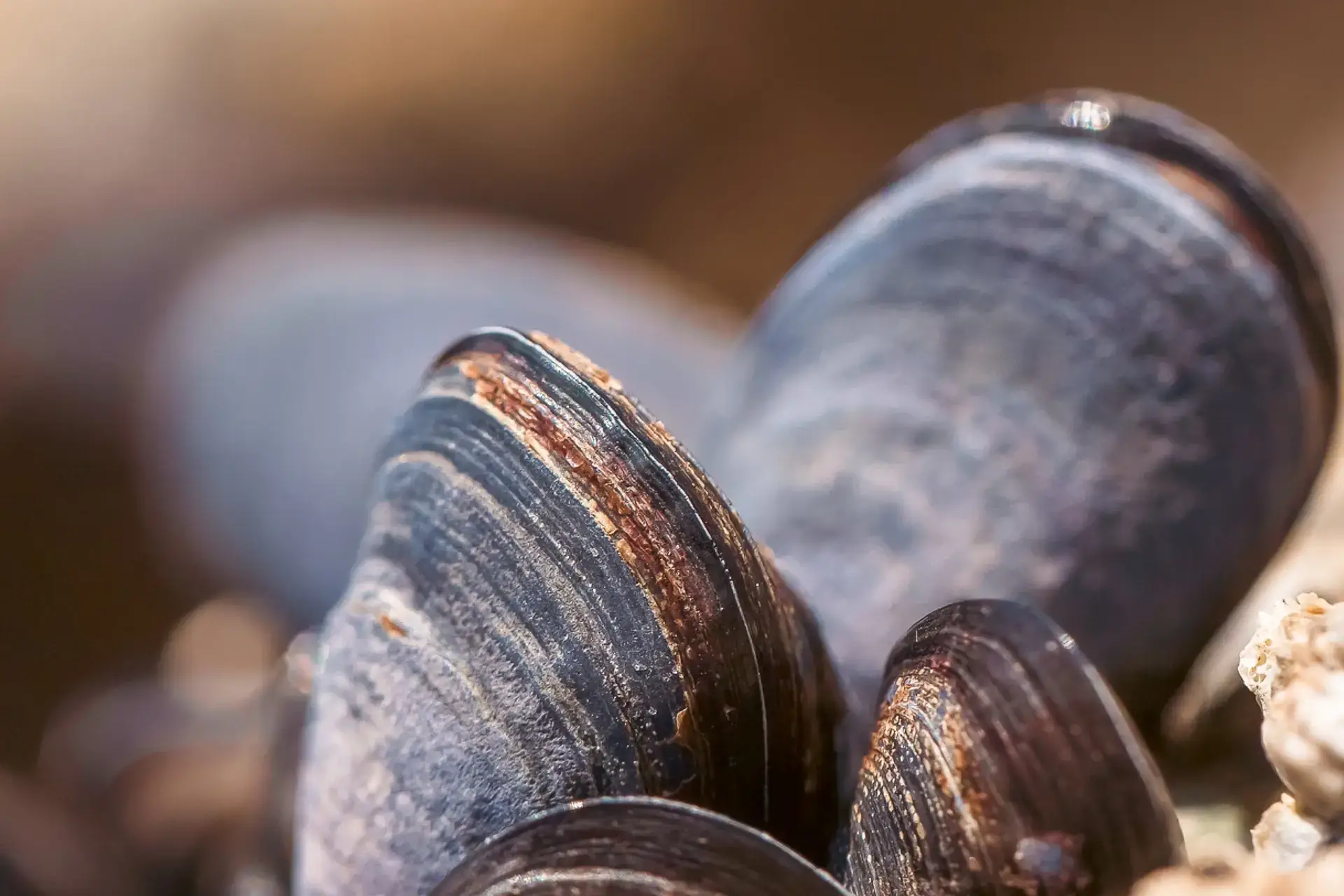 Close-up macro photograph of fresh blue-black mussels with glossy shells showing natural ridged texture and iridescent sheen.