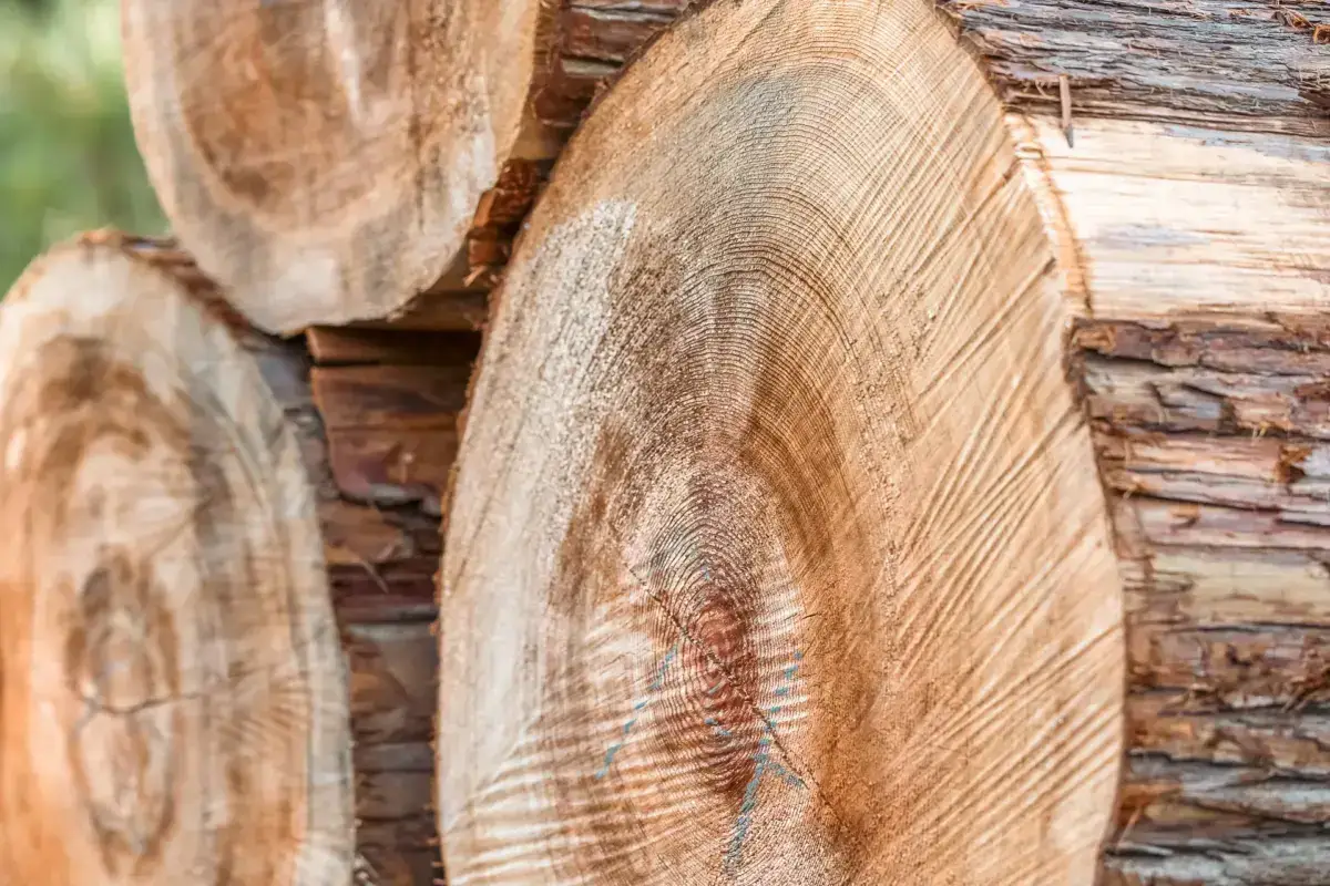 Close-up of stacked natural wood logs showing detailed tree rings and weathered bark texture, commonly used for forestry or traditional building in Yoshino.