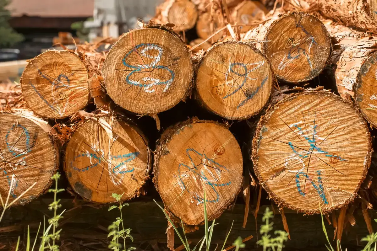 Stack of freshly cut cedar logs with blue Japanese markings displayed at a traditional lumber yard in Yoshino.
