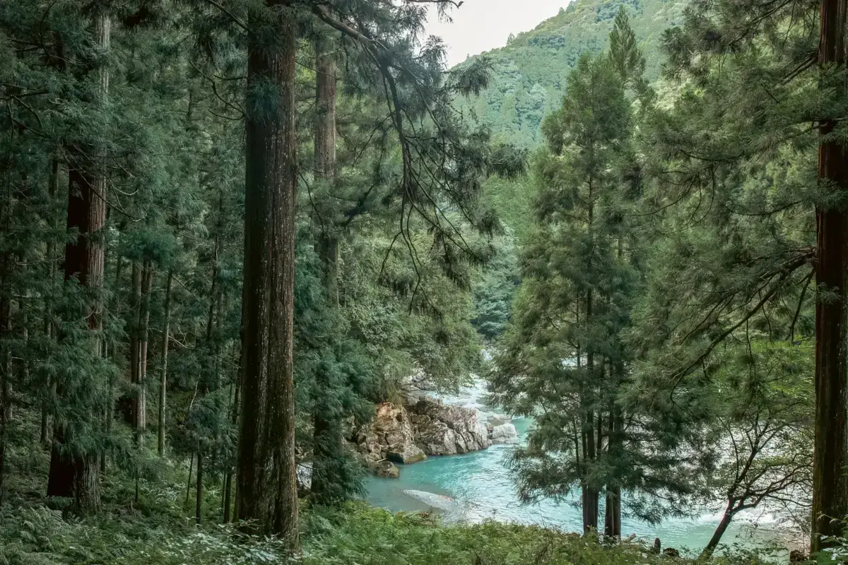 Turquoise river flowing through a lush forest valley surrounded by tall evergreen trees and mountains in the background