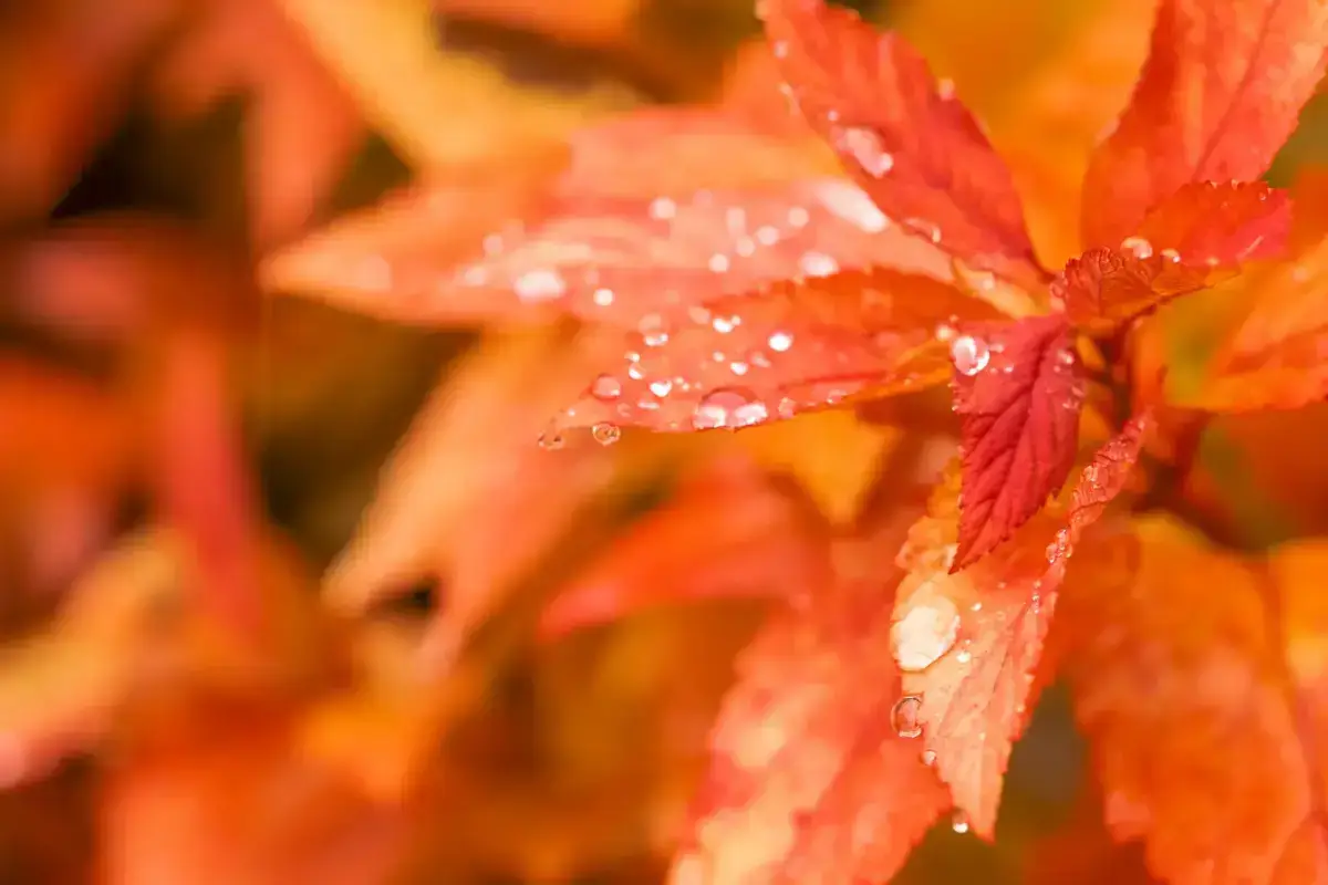 Vibrant red and orange autumn maple leaves with glistening water droplets after rain, capturing the essence of fall season travel.