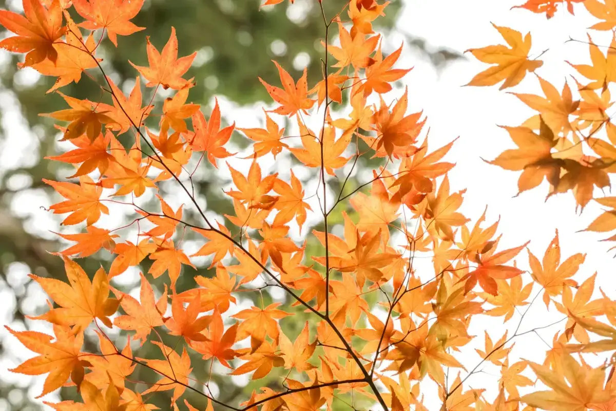 Vibrant orange and golden maple leaves on delicate branches against a soft blurred background, showcasing the brilliant colors of autumn foliage.