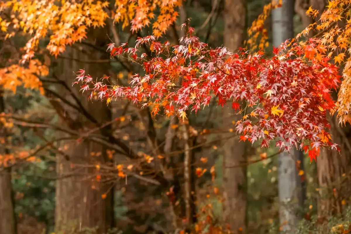 Vibrant red and orange Japanese maple leaves in sharp focus against a blurred forest backdrop during autumn season.