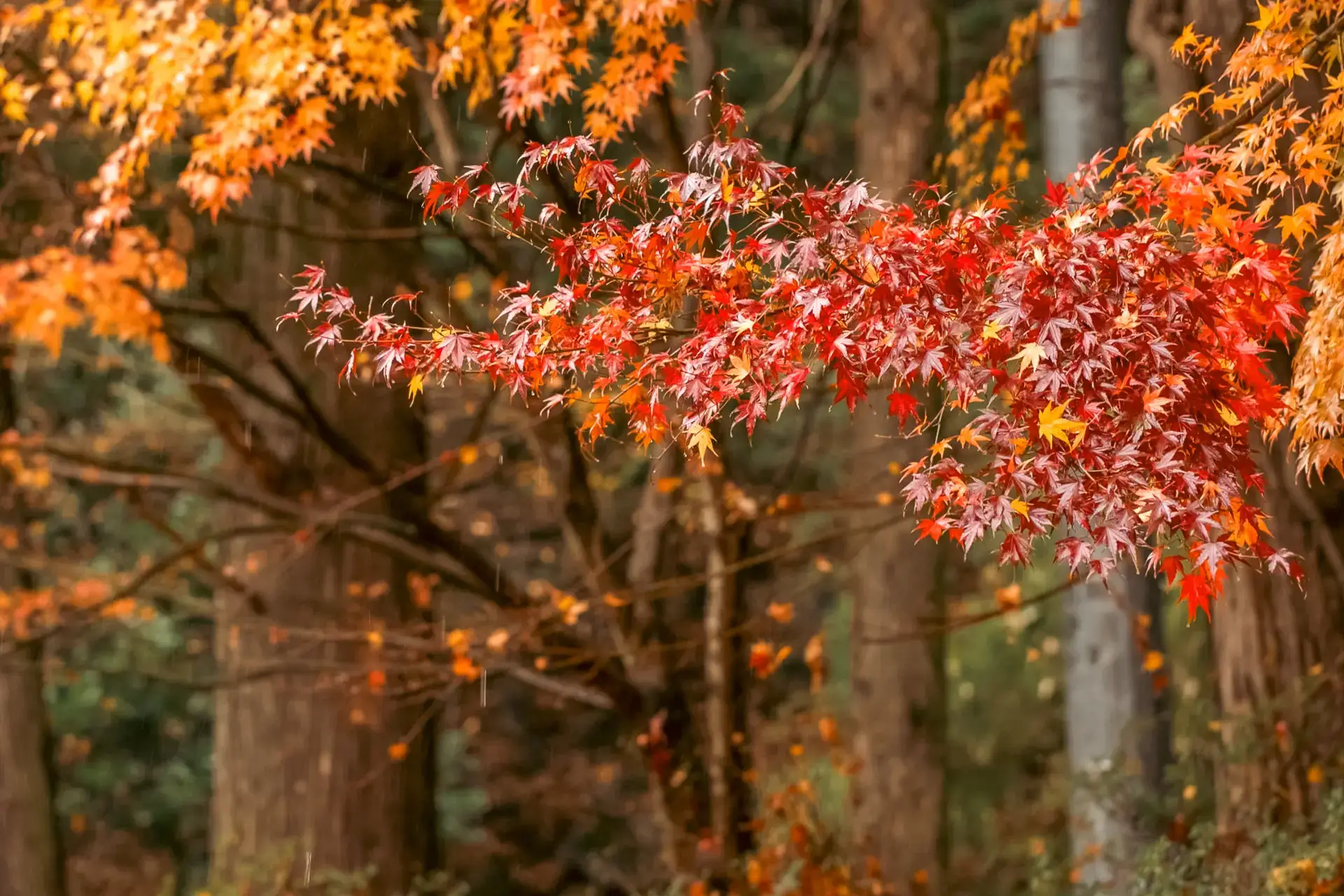 Vibrant red and orange Japanese maple leaves in sharp focus against a blurred forest backdrop during autumn season.
