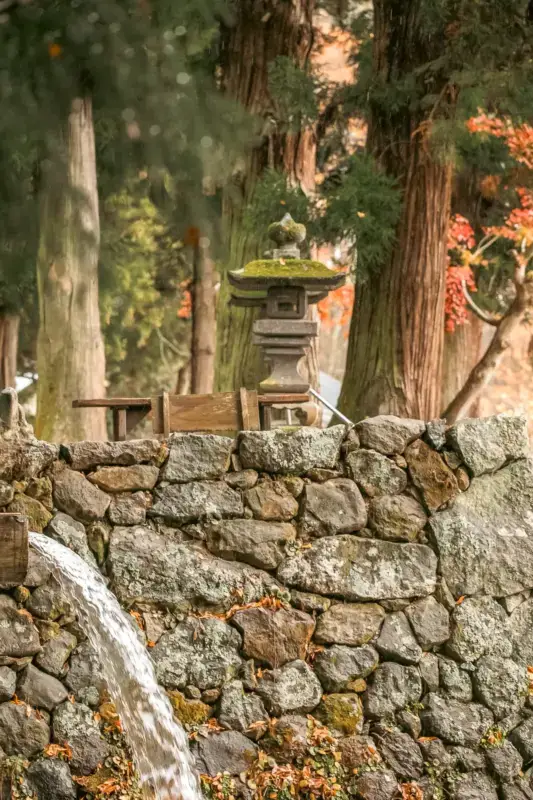 Stone lanterns lining a moss-covered wall along a forest path with vibrant orange autumn foliage and tall cedar trees at a Japanese shrine or temple.