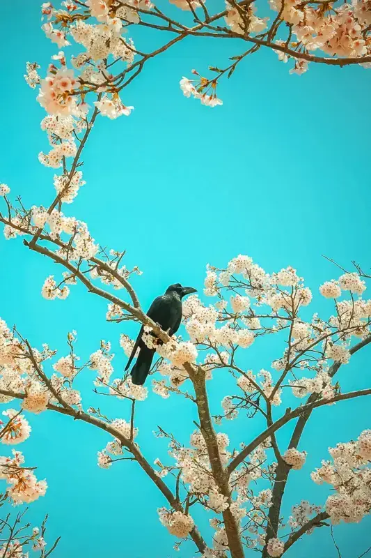 Black bird perched on a cherry blossom branch with delicate white flowers against a vibrant turquoise sky.