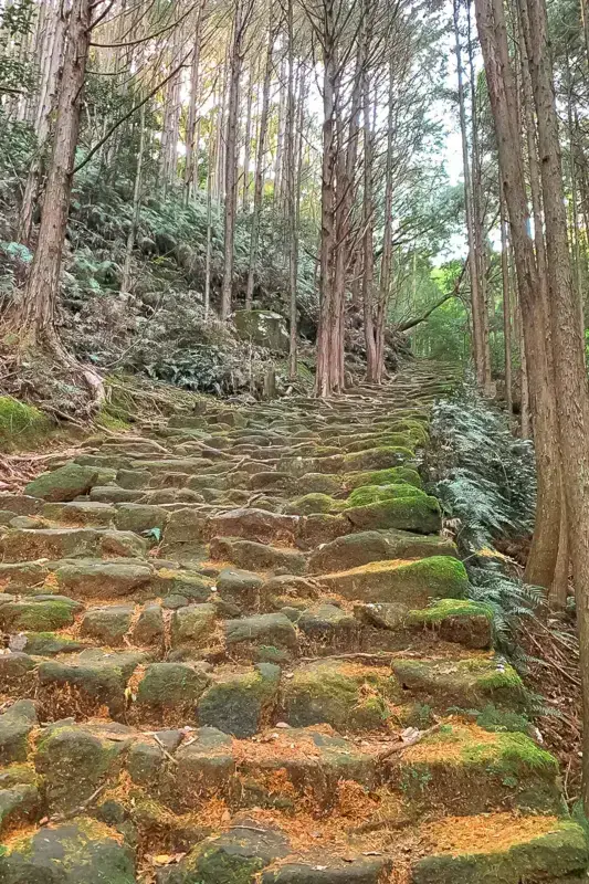 Moss-covered stone steps ascending through a serene forest of tall cedar trees, creating a peaceful natural pathway bathed in dappled sunlight.