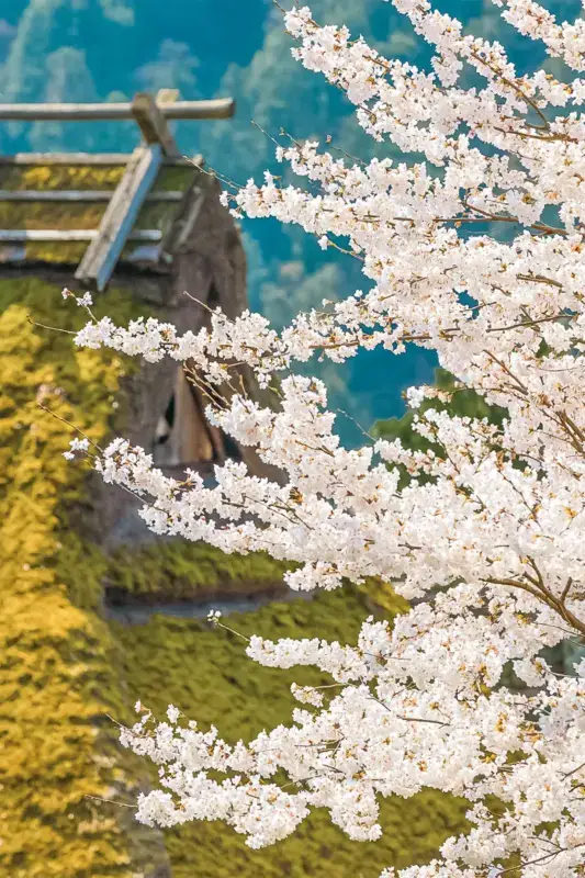 Cherry blossoms in full bloom framing a traditional Japanese temple with turquoise water and moss-covered ground in the background.