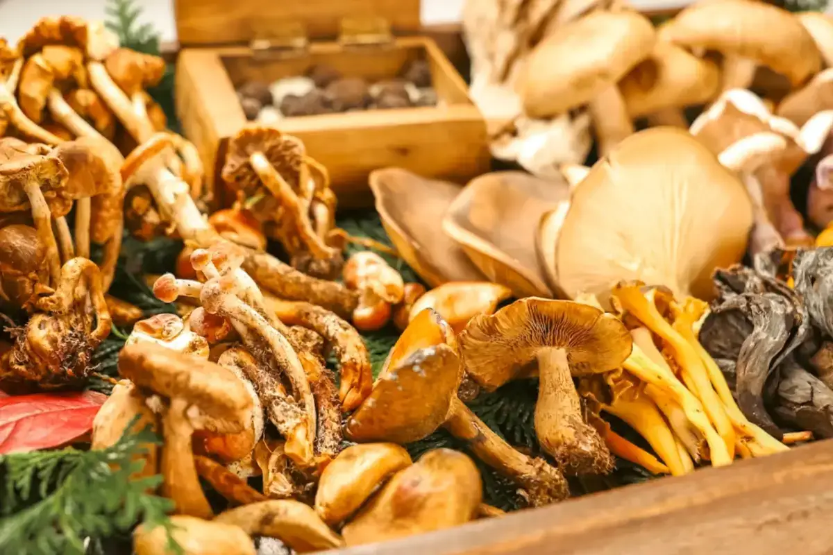 Assorted fresh wild mushrooms including golden chanterelles, oyster mushrooms, and various edible varieties displayed on a dark green surface with a wooden basket in the background.