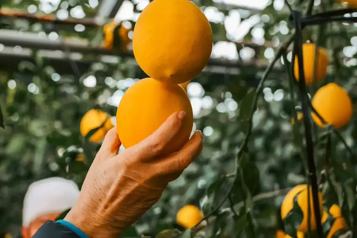 Hand holding two freshly picked golden oranges in a citrus grove on Hachijojima Island, with ripe fruit hanging from trees in the background.