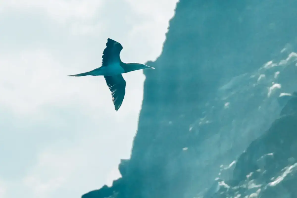 A seabird soaring gracefully against dramatic turquoise ocean waves crashing below, capturing the wild coastal beauty of Hachijojima Island.