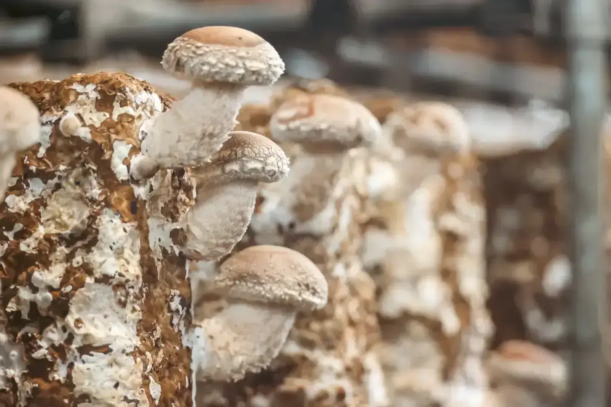 Fresh shiitake mushrooms growing on cultivation logs in a traditional Japanese mushroom farm on Hachijojima Island.