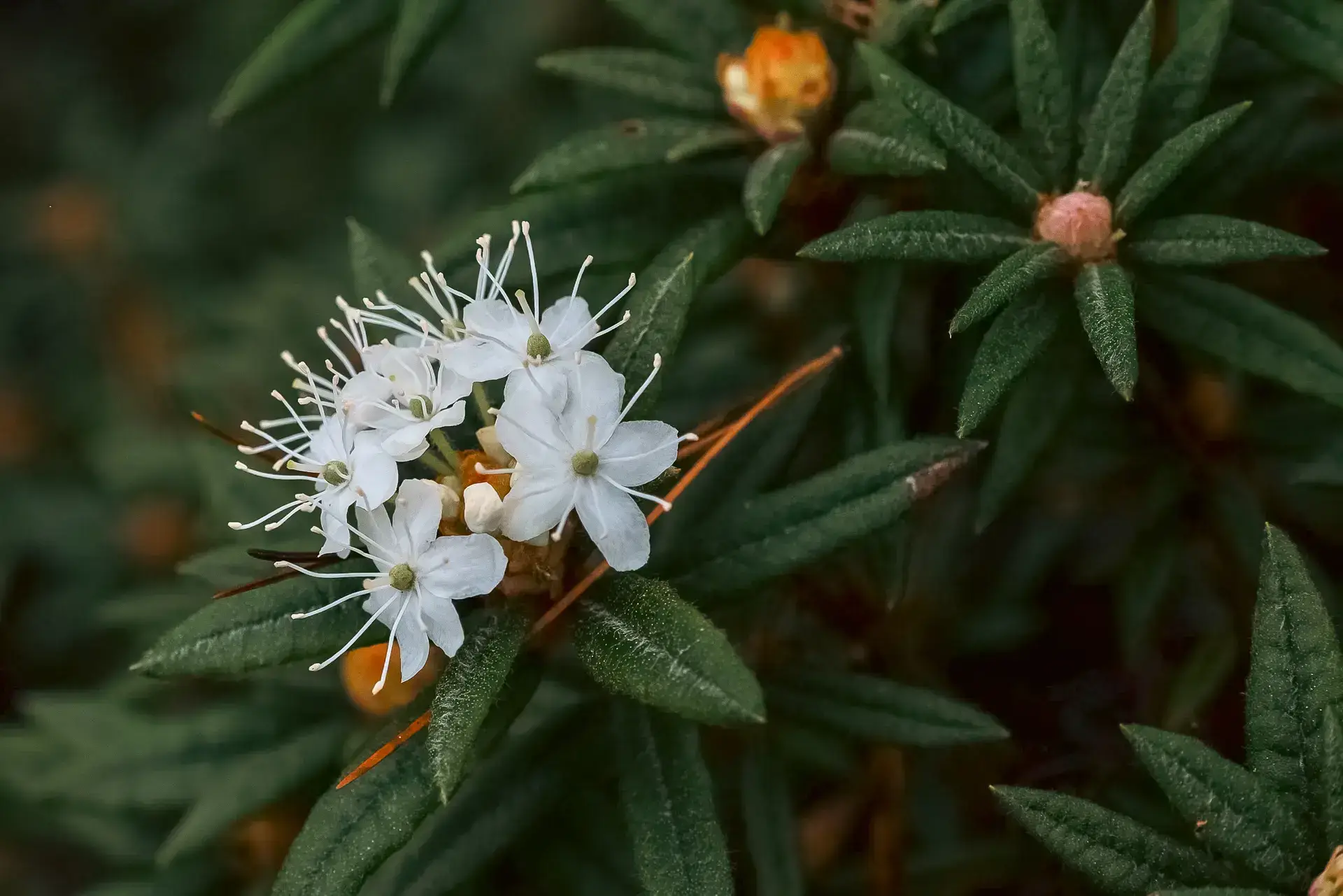 Close-up of delicate white flowers with long thread-like stamens blooming on a rosemary or similar herb plant with narrow green leaves.