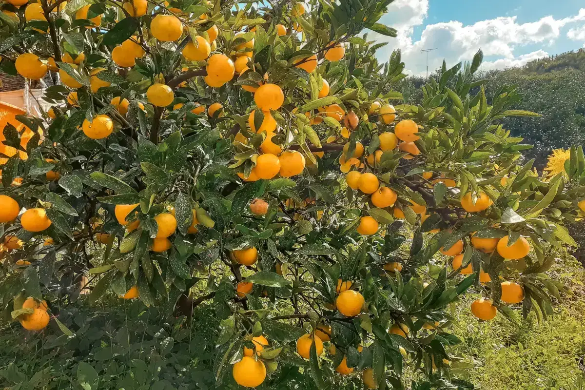 Orange trees laden with ripe fruit in a Wakayama citrus grove, with lush green mountains and blue sky in the background.