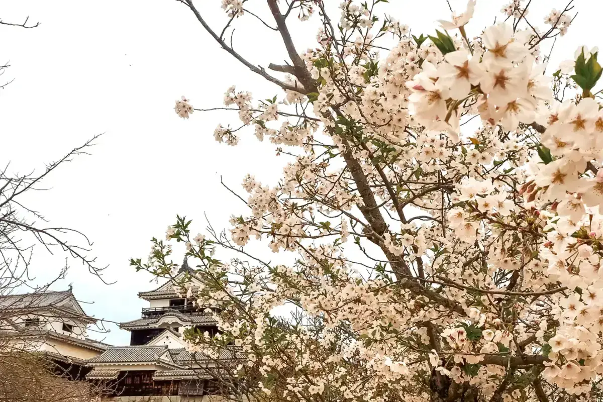 Cherry blossom trees in full bloom frame a traditional Japanese temple with multi-tiered roofs against a soft spring sky.