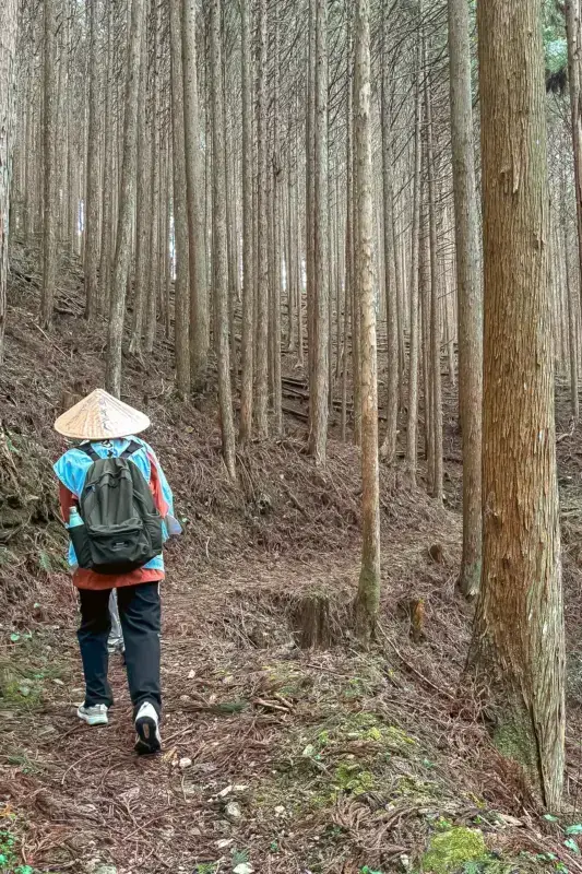Hiker with conical hat and blue backpack walking through a serene forest of tall, slender trees on a woodland trail.
