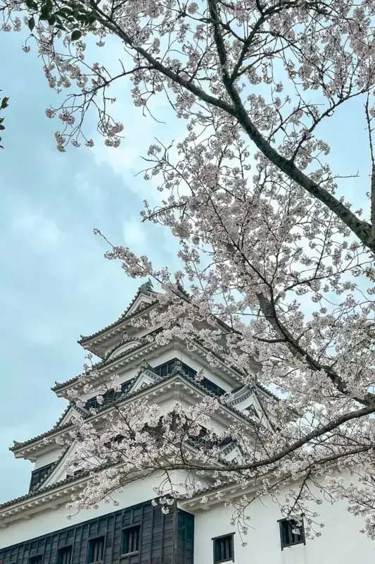 Traditional Japanese castle tower framed by blooming cherry blossom branches against a soft blue sky.