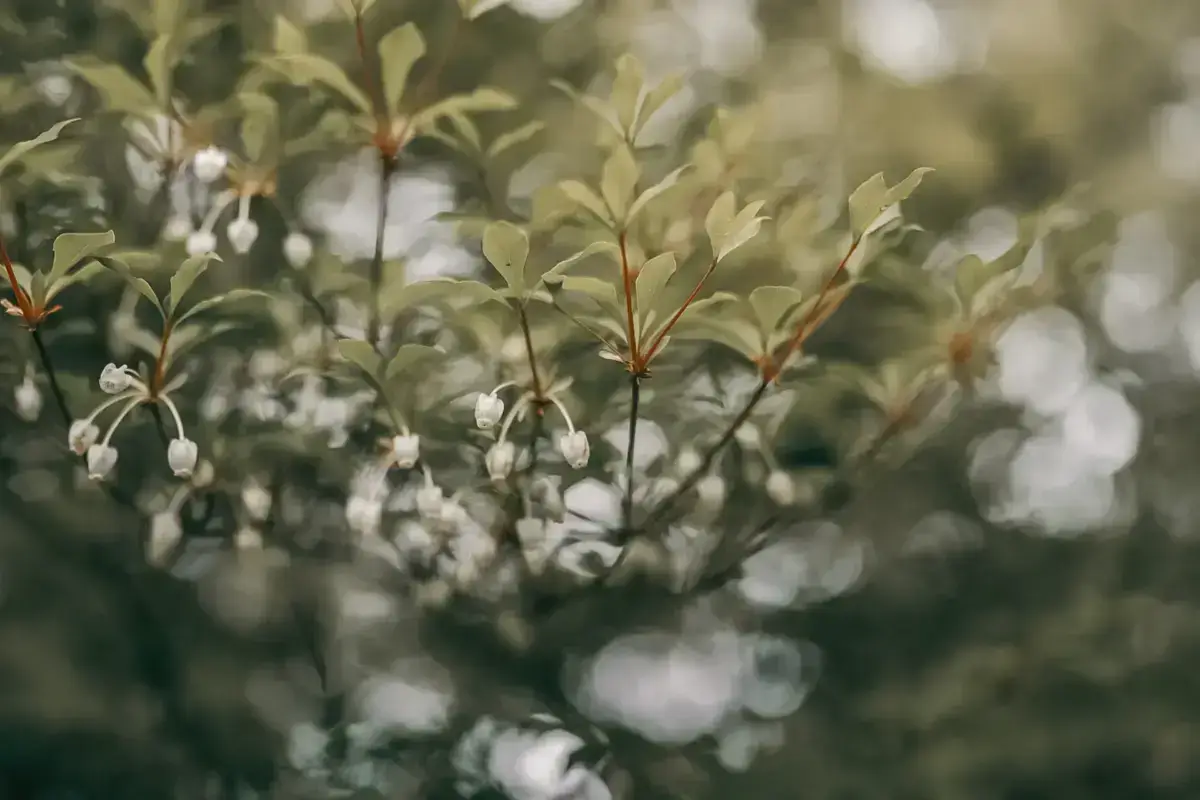 Delicate white bell-shaped flowers hanging from green stems with soft-focused foliage in the background, creating a serene natural scene.