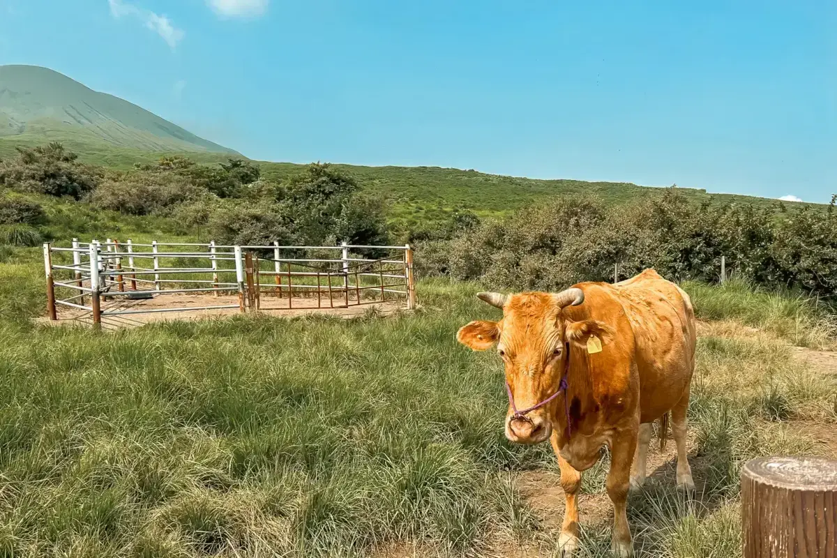 Brown cattle grazing on a grassy hillside with Mount Aso volcano rising in the background under a blue sky in Kyushu, Japan.