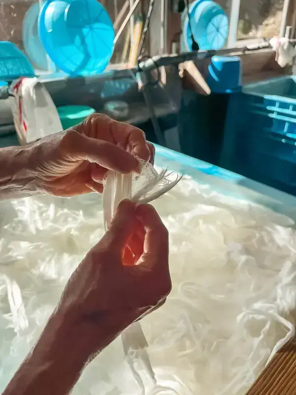 Hands pulling apart translucent white squid or cuttlefish at a seafood preparation station with bright turquoise blue containers in the background.