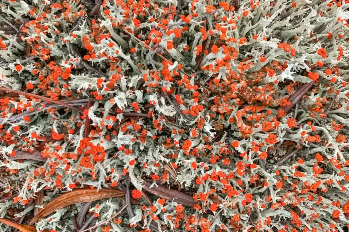 Orange and white lichens covering dark volcanic rocks in Teshikaga, Hokkaido, creating a vibrant natural mosaic pattern typical of the region's geothermal landscape.