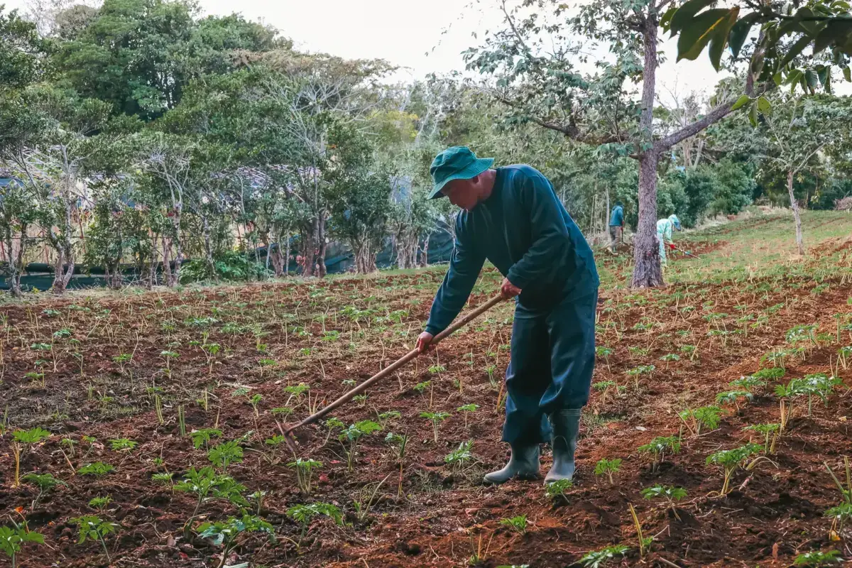 Farmer in blue work clothes and turquoise hat using a traditional hoe to cultivate red soil farmland with young green seedlings and trees in the background.