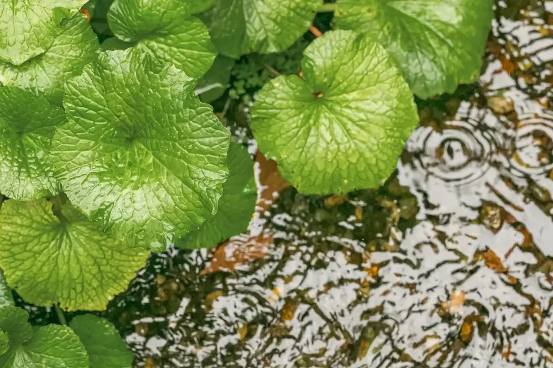 Vibrant green leaves with detailed veining rest beside flowing water with visible ripples and reflections creating circular patterns on the surface.