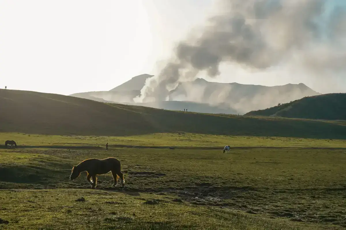 Horses grazing on grasslands in front of Mount Aso volcano with active volcanic smoke rising from its crater in Kyushu, Japan.